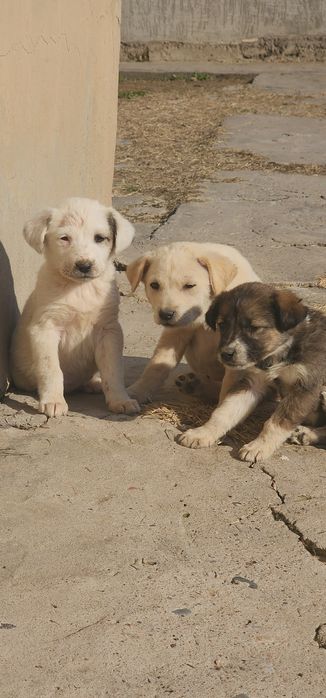 Продаются Щенята в добрые руки.