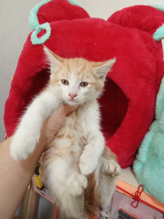 100 mingdan muwukchalar