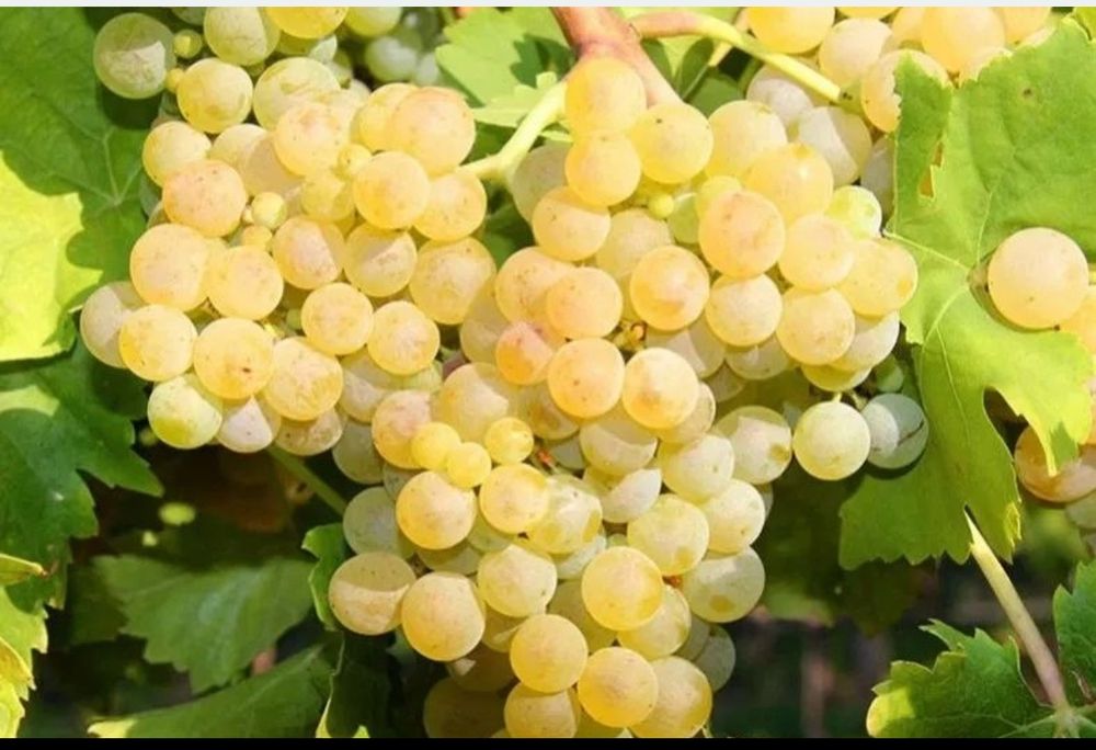 Struguri de vin 2025