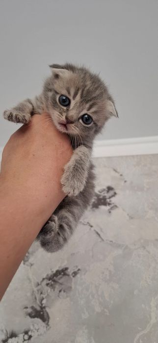 Вислоушки Нежные Плюшки.