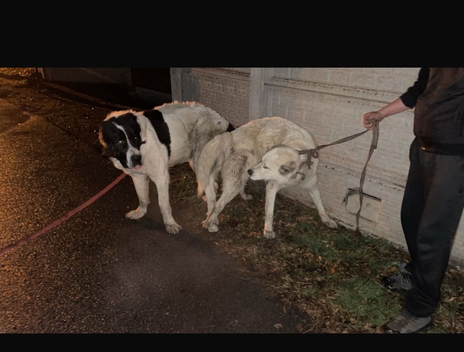 Продам щенки 4 девочки ТОБЕТ, АЛАБАЙ