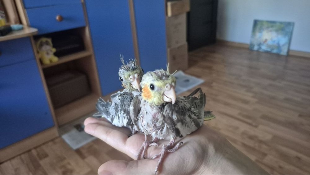 Попугаи семейства Корелл