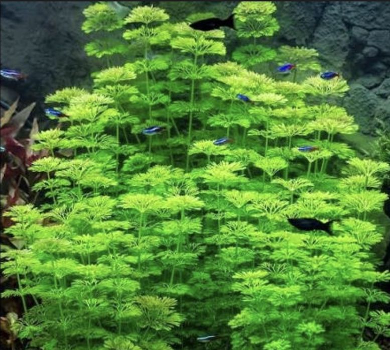 Пакет аквариумни растения