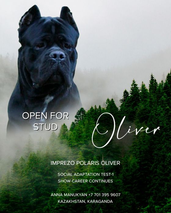 Вязка  Кане Корсо