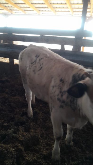 Vitei belgieni si angus