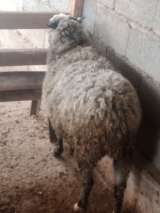 Саулык кои сатылады