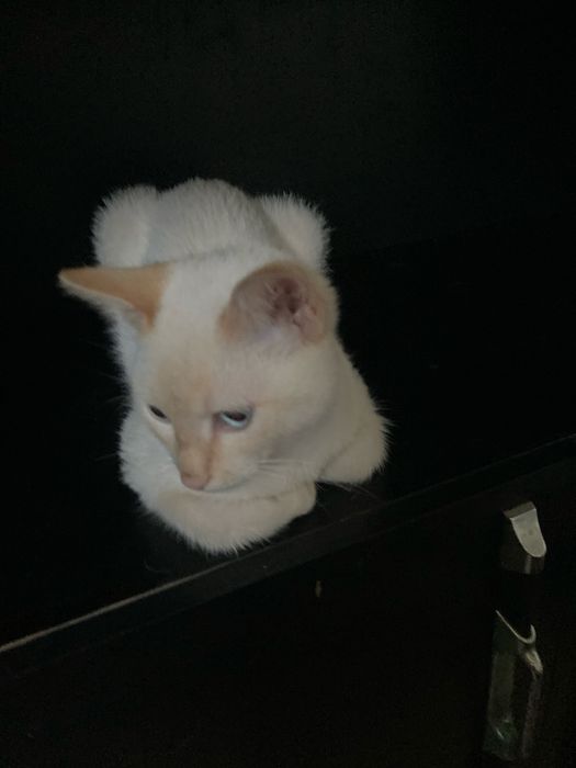 котенок мальчик 6 мес в добоые руки