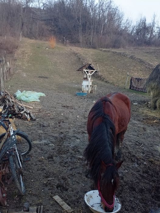 Vând cal                                              .