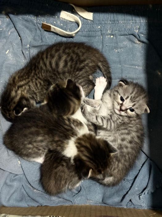 Отдам красивых котят