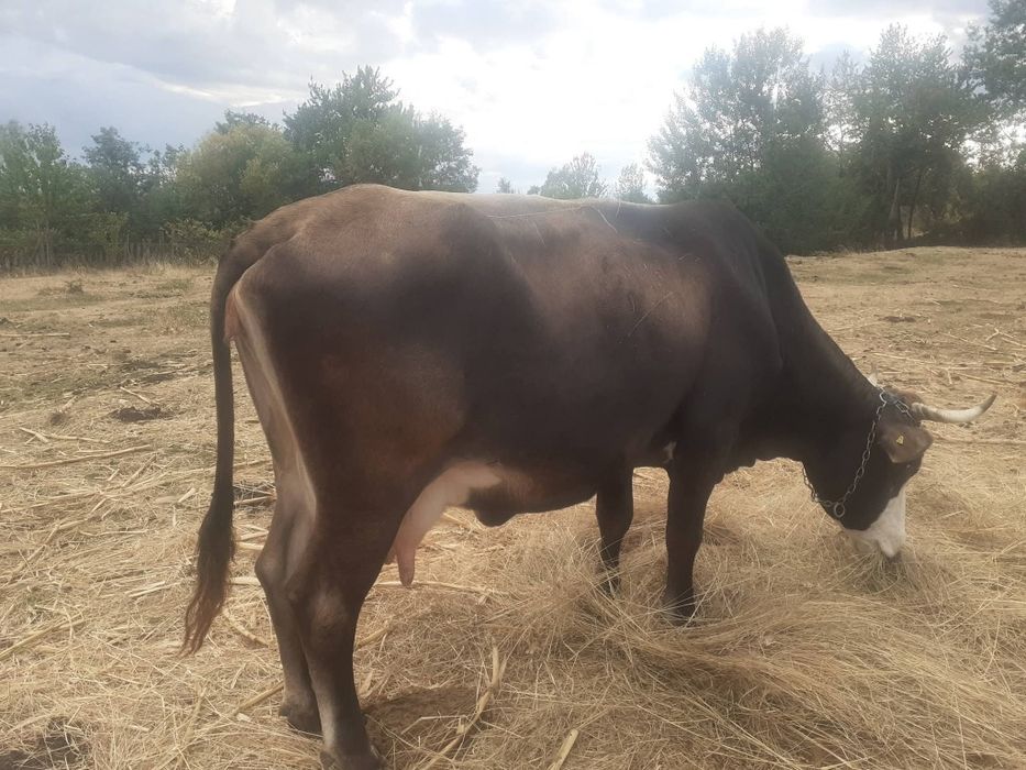 Vând animale,vacă brună&cal