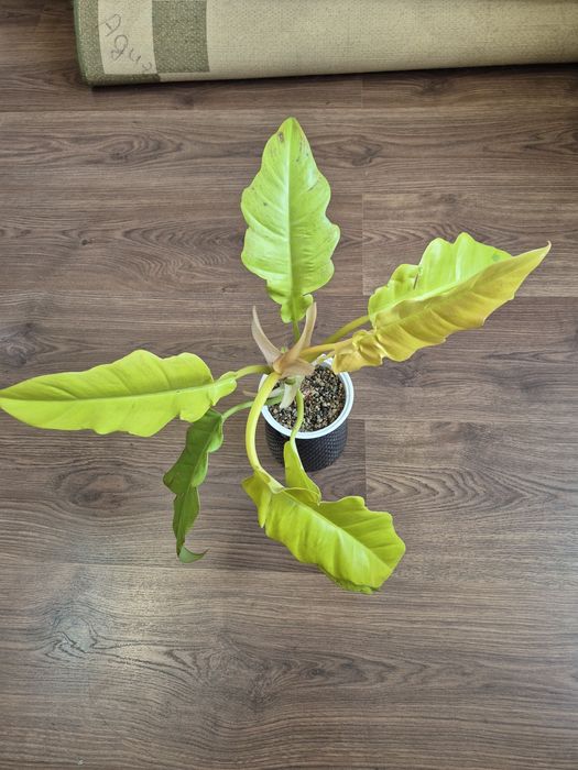 Комнатные цветы сортовые