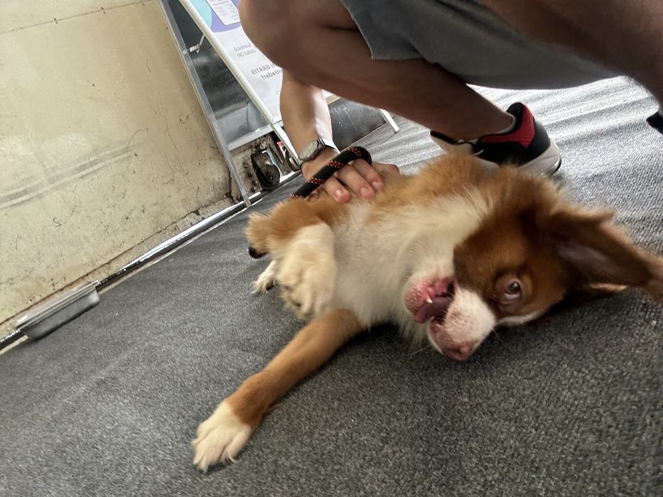 Plimb câini in Bucuresti!