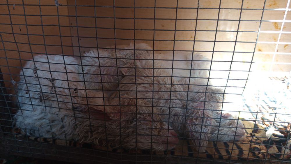 Продам  маленьких козлят