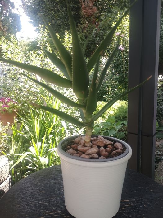 Plante ornamentale Aloe Vera