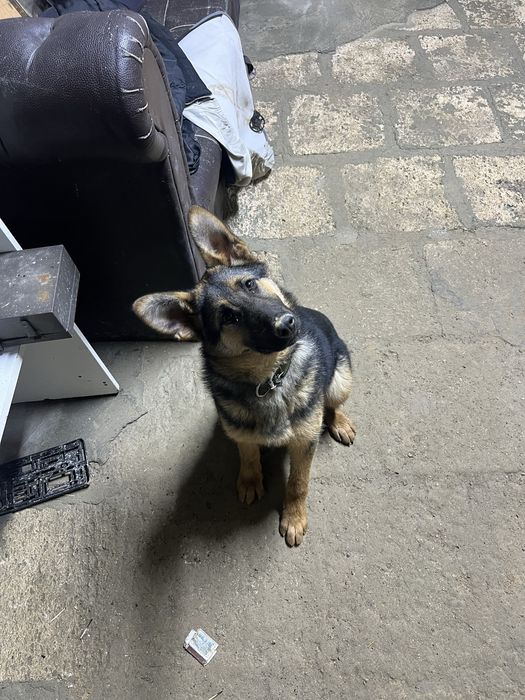 Овчарка сатылады багасы 50000