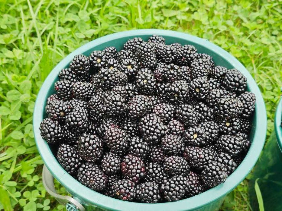 Mure de vânzare proaspătă!