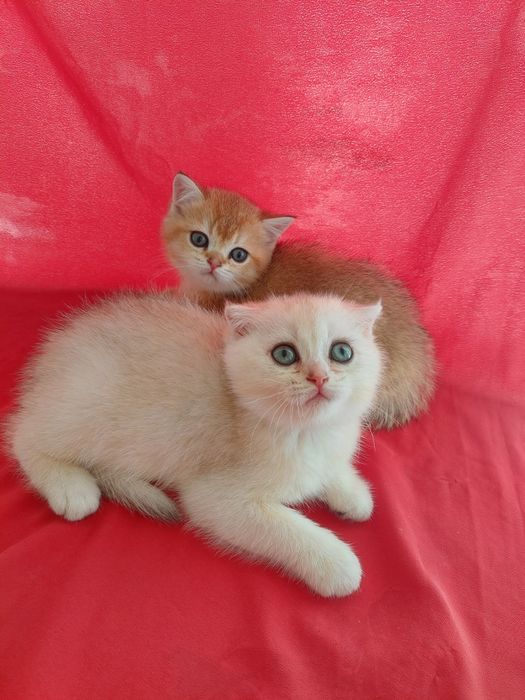 Британские шиншилла к,из ва угил бола  2 ойлик соглом