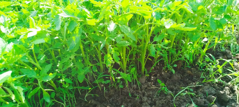 Pamidoʻr koʻchatlari