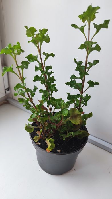 Альтернантера комнатный цветок