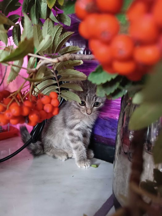 ОБЫЧНЫЙ КОТЕНОК котенок 2 мес. Девочка и Мальчик