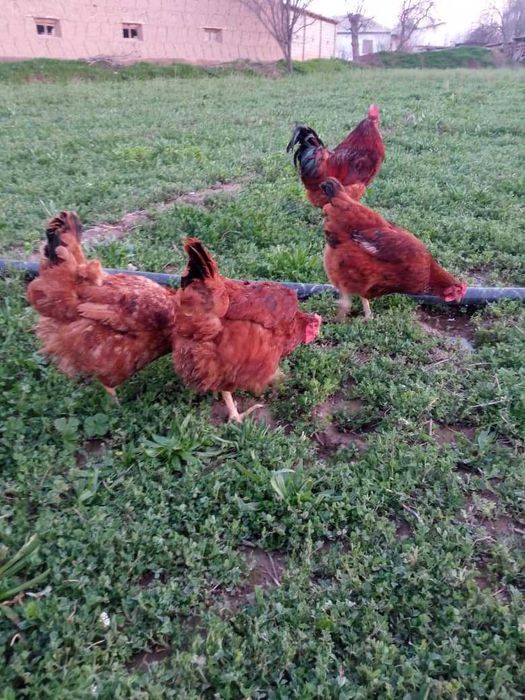 KARESKIY XANXYAP3 ser tuxum va goʻsht yoʻnalishidagi tovuqlar