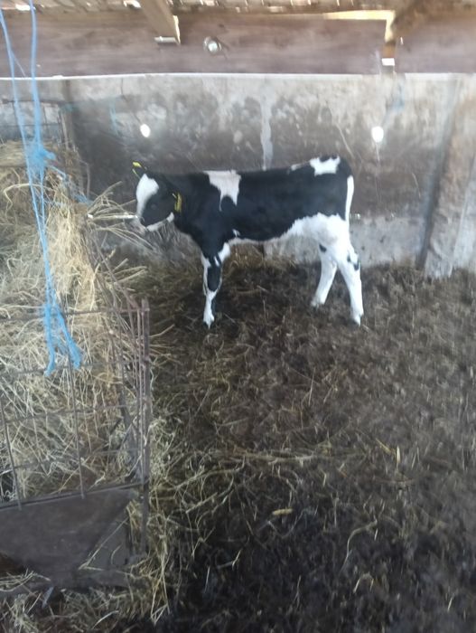 Tăuraș d vânzare .