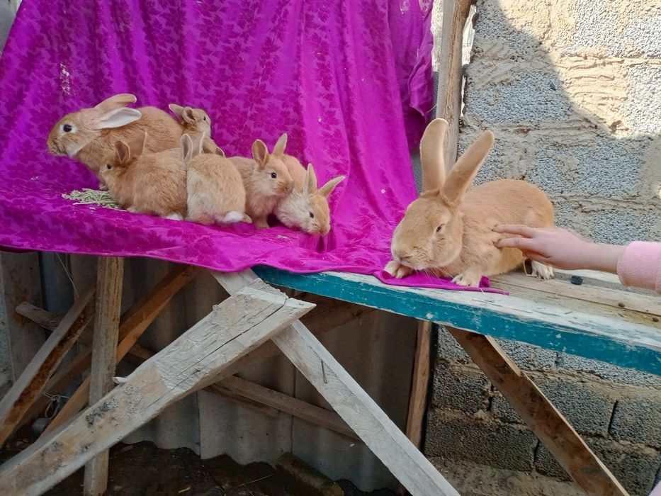 Quyon bolalar sotiladi burgund