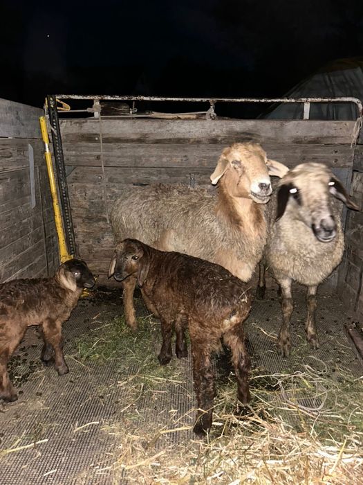 Қозды қойлар сатылады