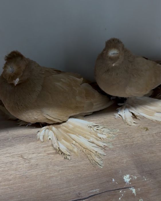 Голуби двух чубые самка и самец молодые Алматы