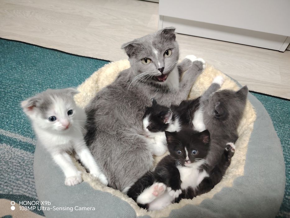 Продам котят шотландские