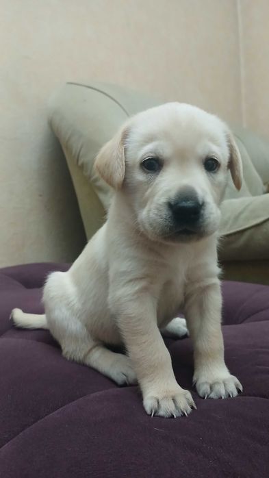 Продаются щенки Лабрадоры