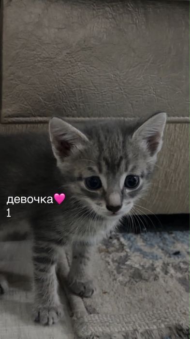 Отдам котят в добрые руки