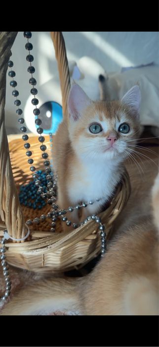 Золотые шиншиллы шоу класса