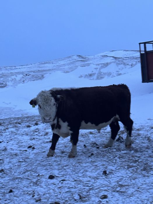 Букалар 1 категориялы