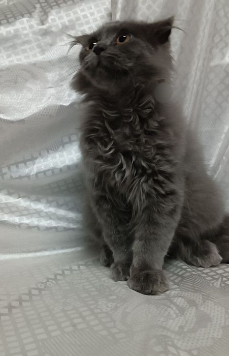 Продается Котенки, порода Скотиш Фолд, Страйт