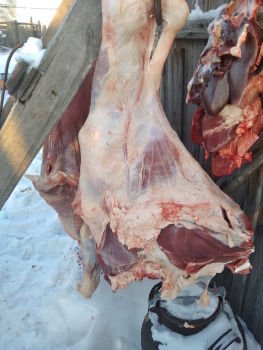 Продам мясо молодняк