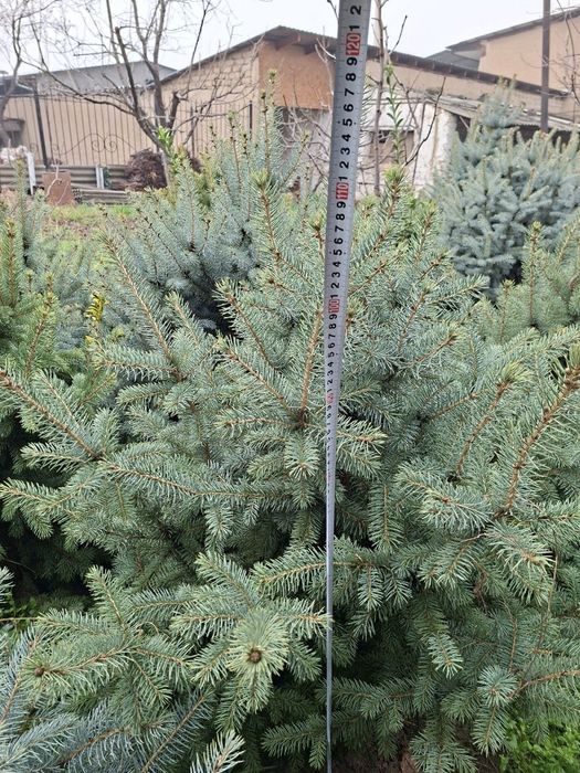 Голубой ель арчалари