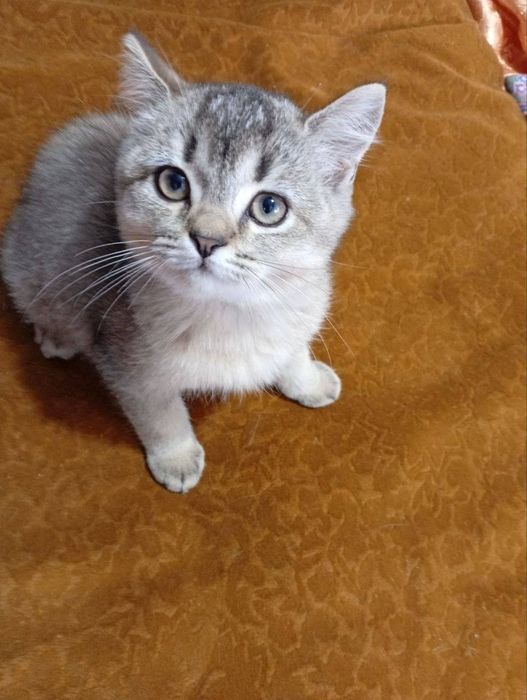 Срочно продается Шотландский Шиншиллы