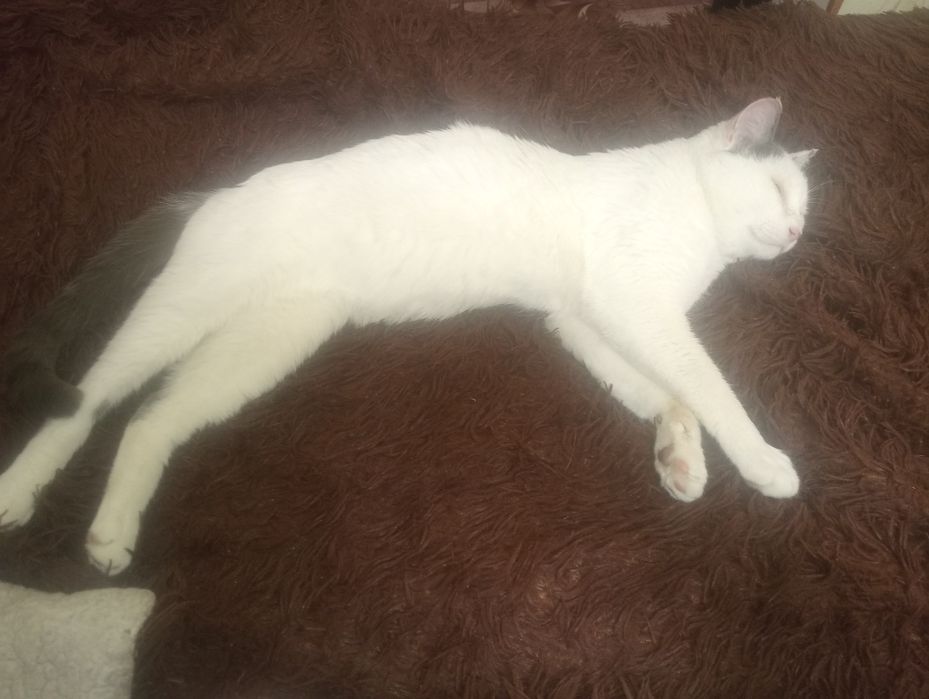 Отдам даром котика