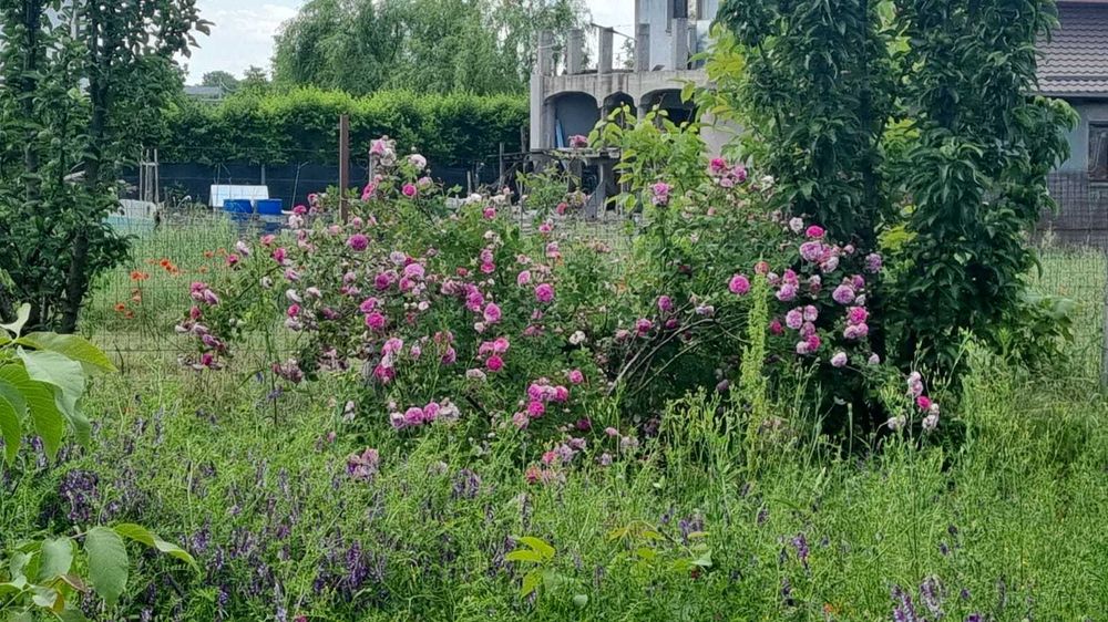 Teren Ciorogarla Magnoliei/Lacului 1672 mp 130.000 Euro