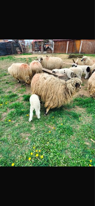 VÂND OAIE CU MIEL la prima fătare