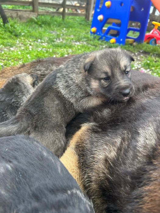 Подарявам кученца,баща -хъски,майка -немска овчарка.