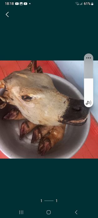 Бас сирак карын ишек журек бау