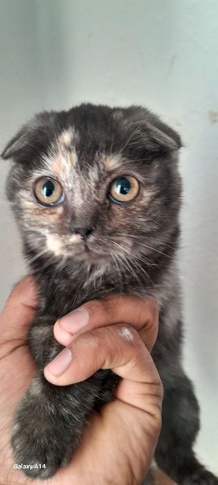 Котёнок шотландский порода