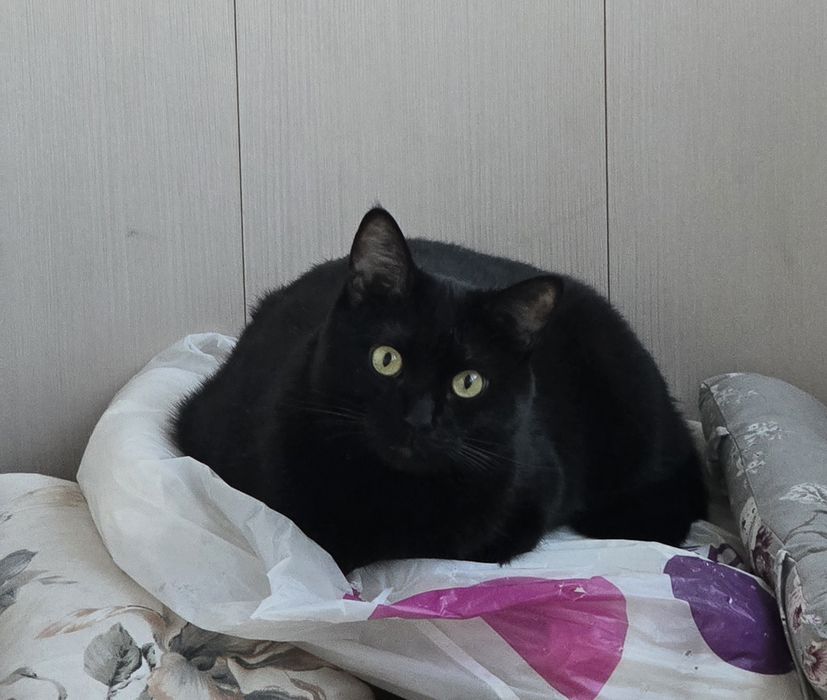 Пропал чёрный кот