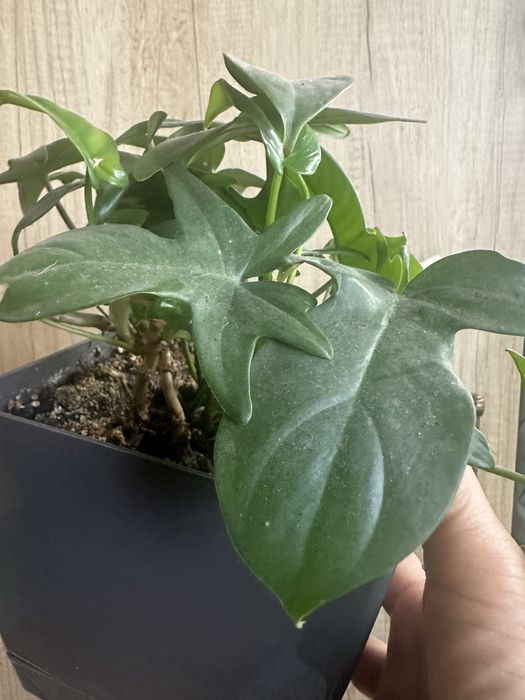 Филодендрон гитаровидный