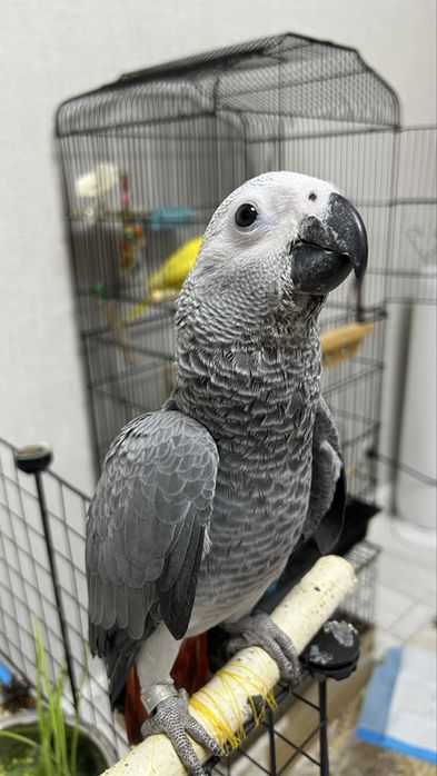 Продам попугая Жако 3месяца