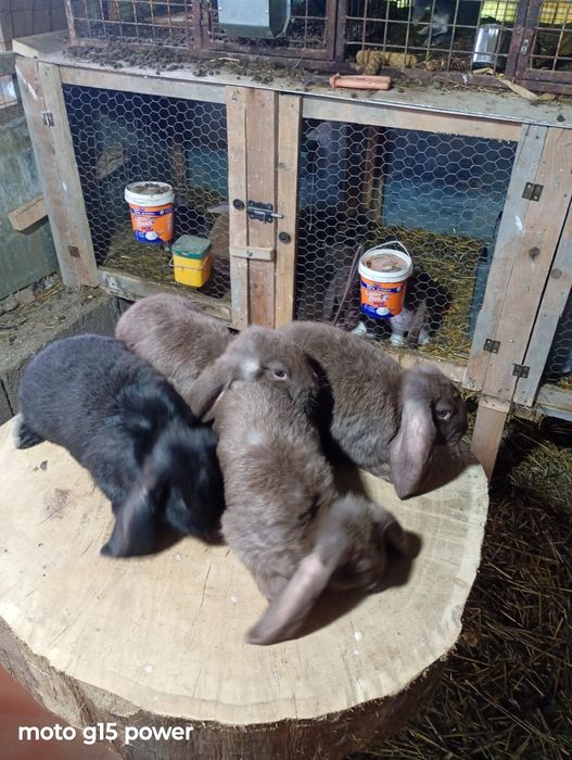 Iepuri Berbec German