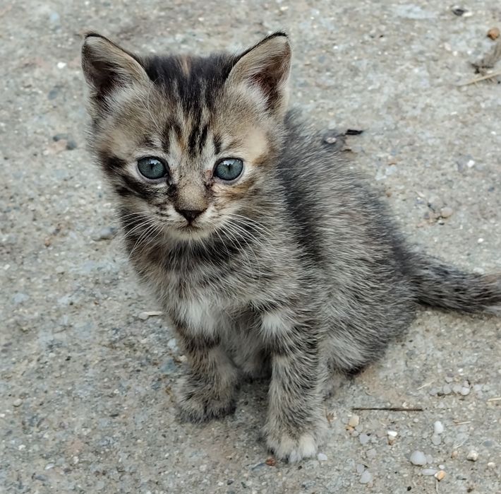 Pisici pentru adopție