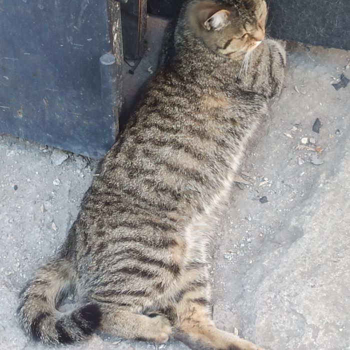 Пропала кошка домашяя